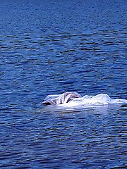 Beautiful women of a certain age show off their skills.